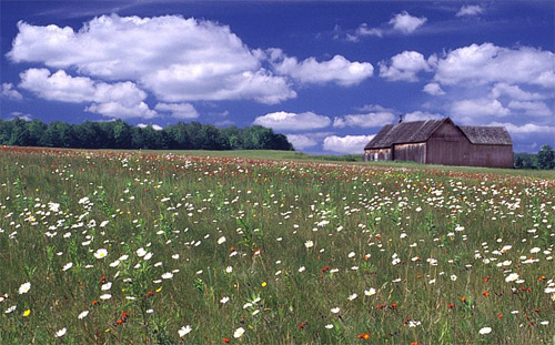 Summer Fields by Mark Cassino