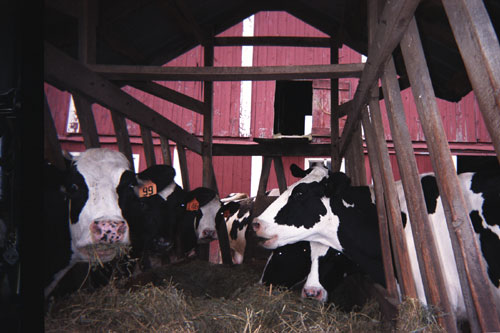 Photo by Jennifer Kohler