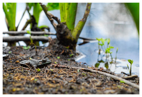 Frog at Flat River State Game Area