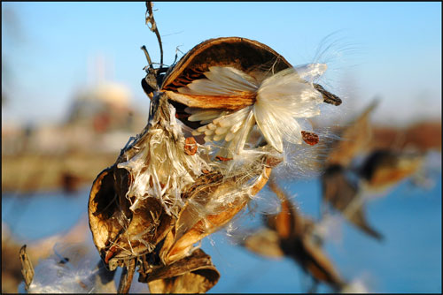 SeedPod II by DetroitBikeBlog