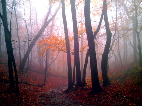 Mist Woods