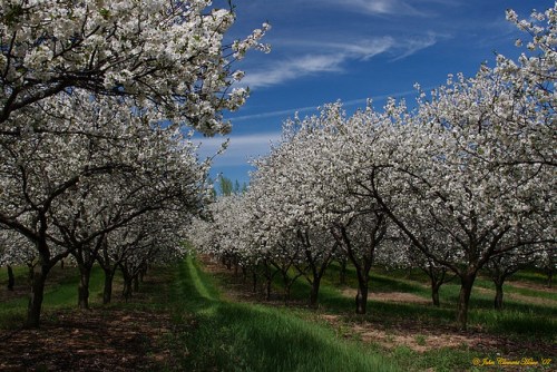 Cherry Blossom Time, Benzie County Michigan by John Clement Howe