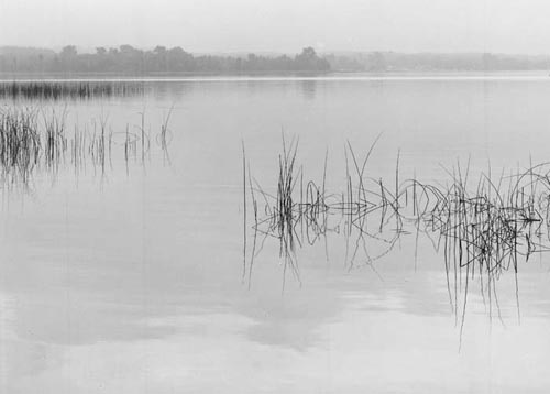 Reeds, Crooked Lake photo by David Lubbers