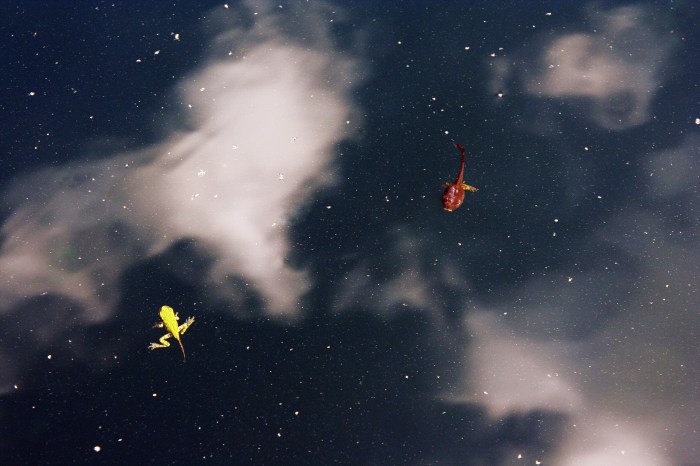 When Frog Stole the Waters