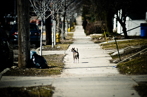Hydrant Heaven | Bow-Wow!
