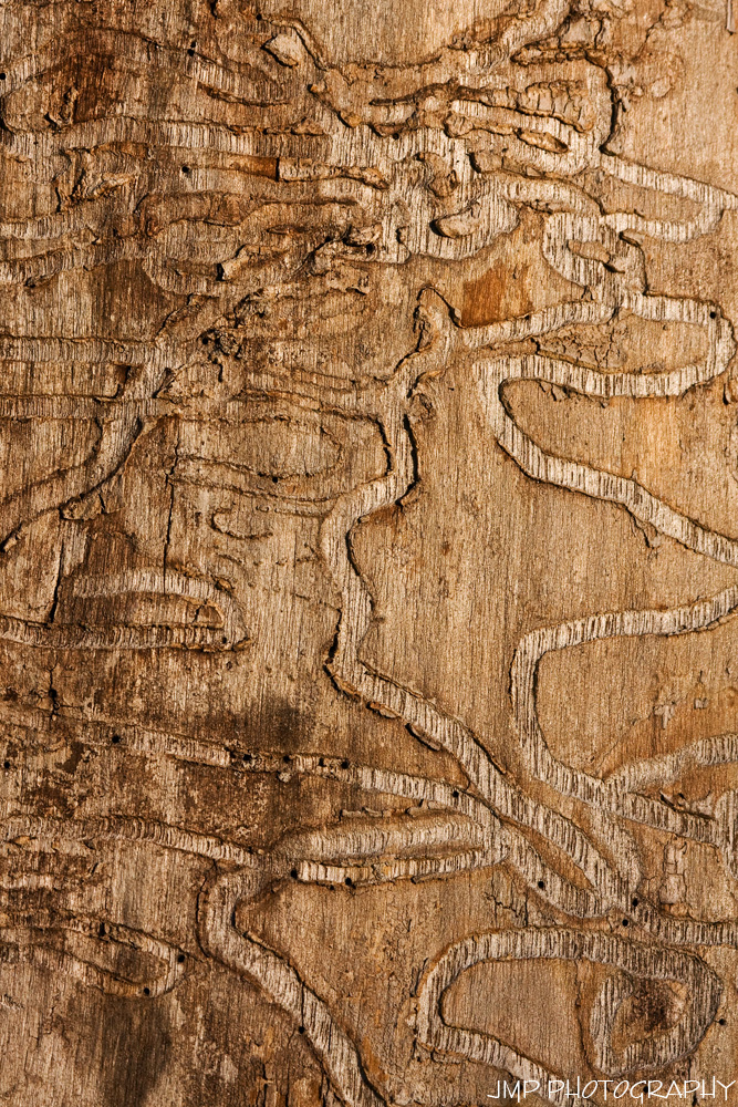 Emerald Ash Borer Handiwork