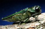 emerald-ash-borer