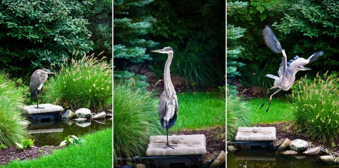 Great Blue Heron Tryptich
