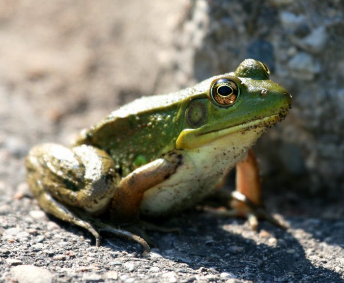 Northern Green Frog