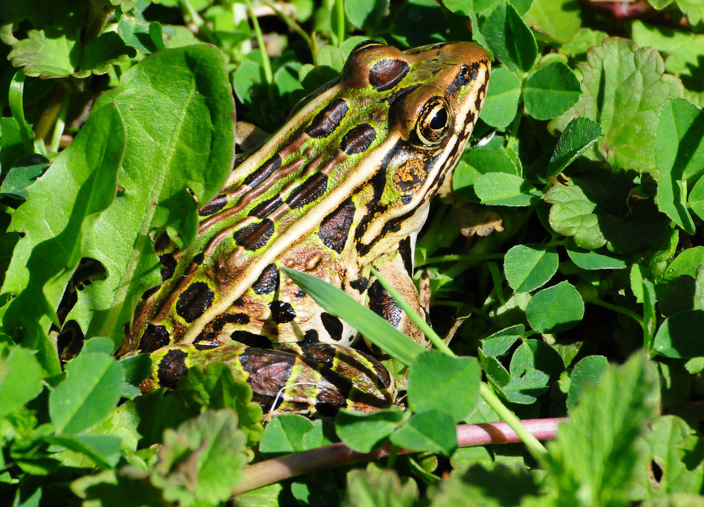 Northern Leopard Frog