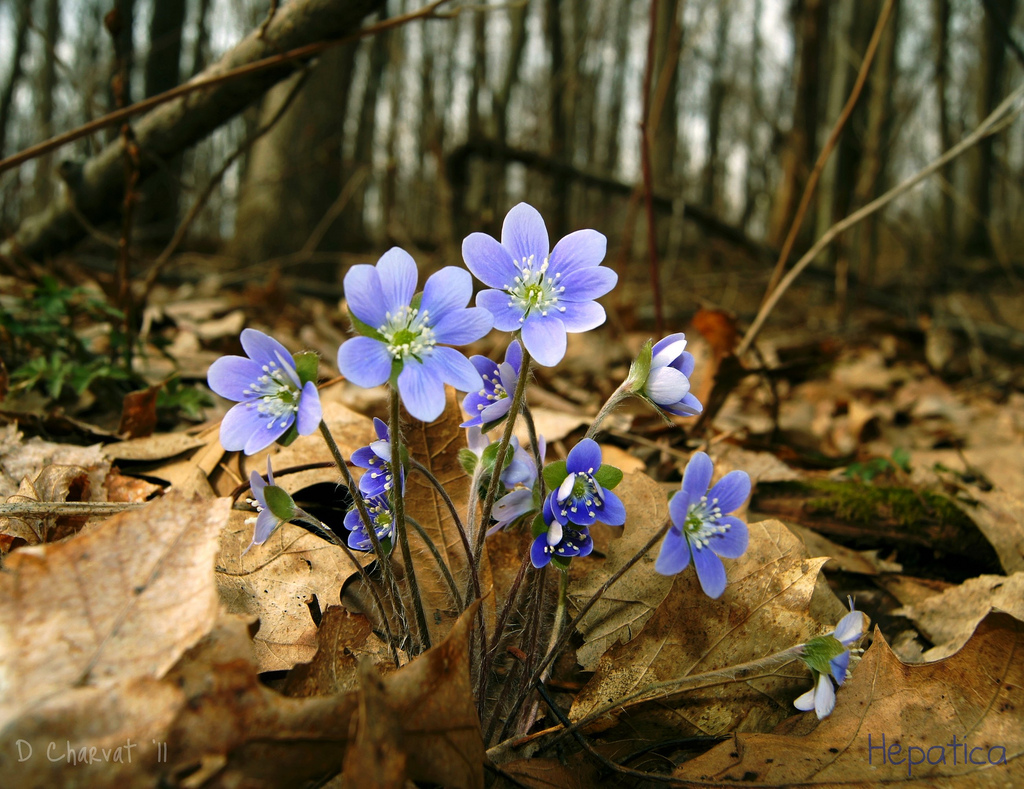 Hepatica by Diane Charvat