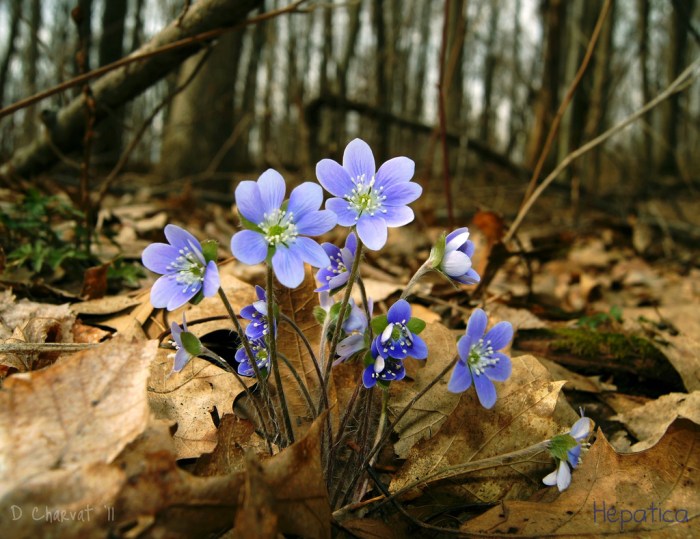 Hepatica by Diane Charvat