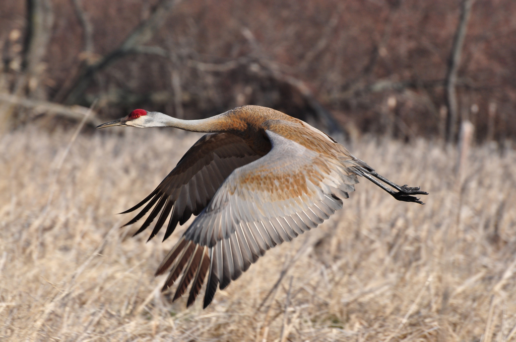 Michigan Sandhill Crane in Flight