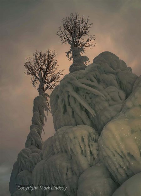 Iced Roots