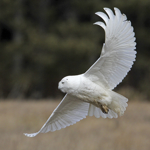 Snowy Owl (Bubo scandiacus)_0314_1