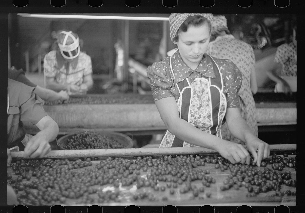 Migrant girls working in cherry canning plant Berrien County, photo by John Vachon