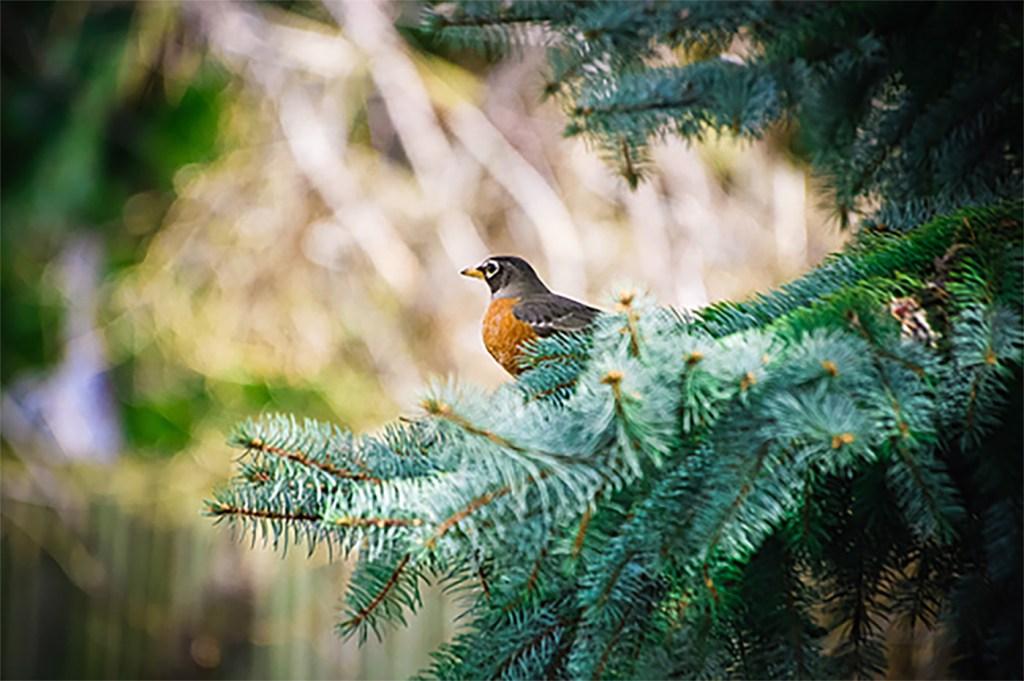 American Robin by ShannenOMalley