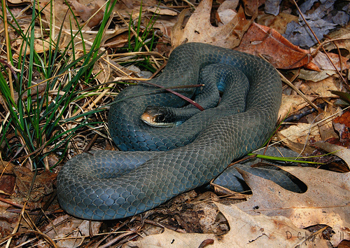 Blue Racer