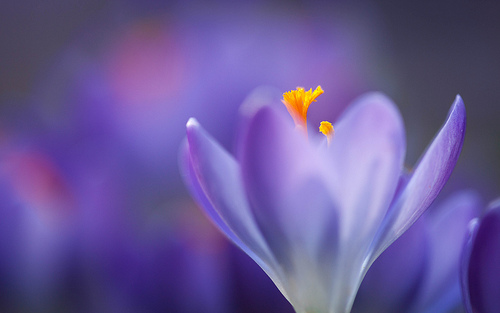 Macro Crocus