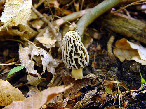 A real pretty White Morel