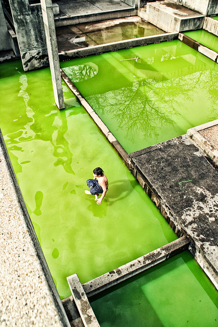 Guru Of The Green  -  Flint, Michigan