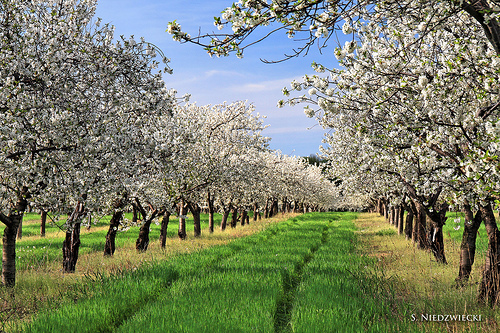 Beautiful Blossoms 5320-11