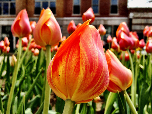 early tulips in downtown Holland