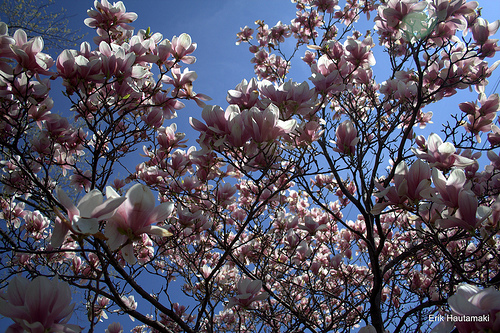 Come On Everybody Is Doing It