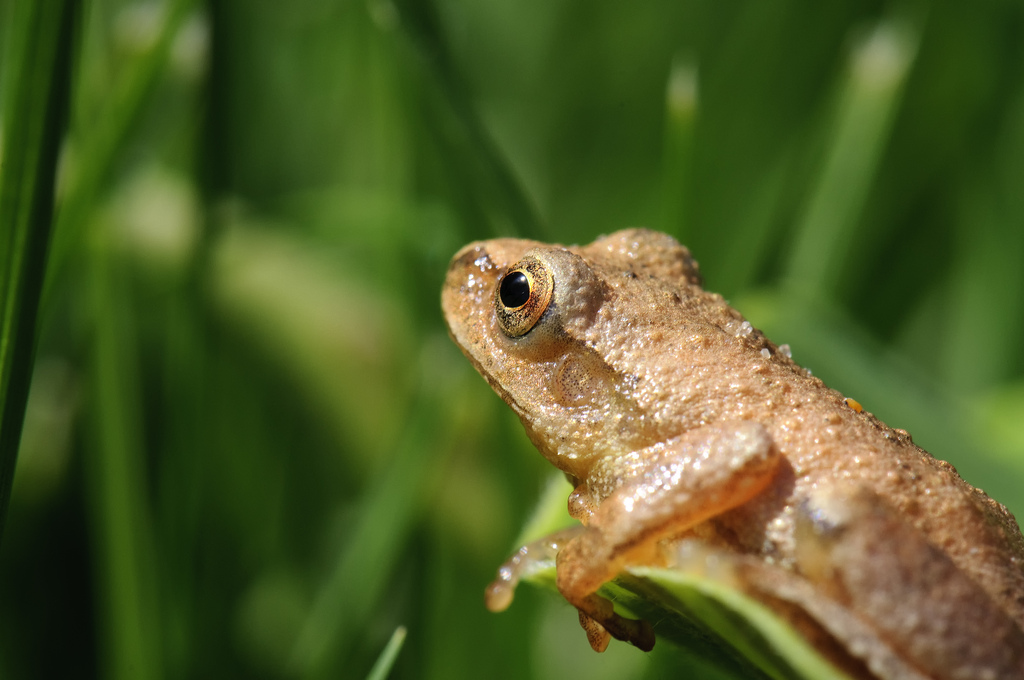 Spring Peeper Pseudacris crucifer