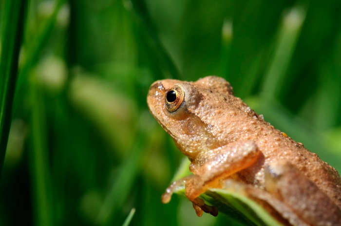Spring Peeper Pseudacris crucifer