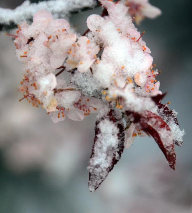 Frosty Blossom by Gerry Buckel