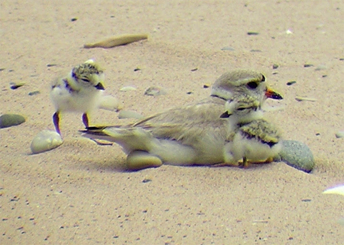 Piping Plover Adult and Chicks