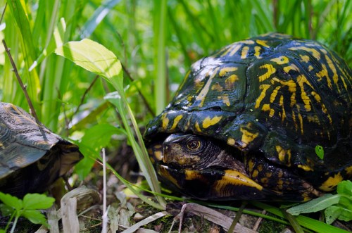 Eastern Box Turtle