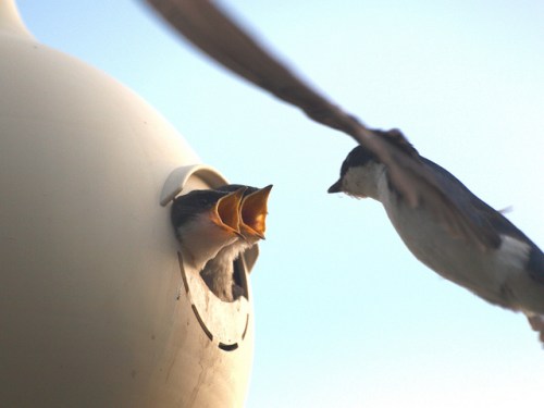 How swallows bring home the bacon . . . 