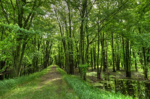 Tunnel of Trees Ferguson Slough Trail