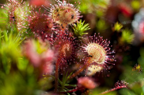 Sundews!
