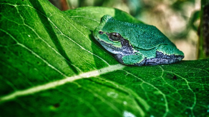 Gray Tree Frog