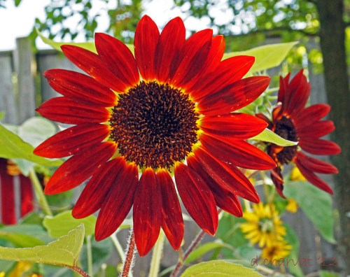 Red Sunflower