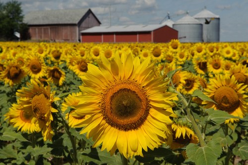 Sunflower Field