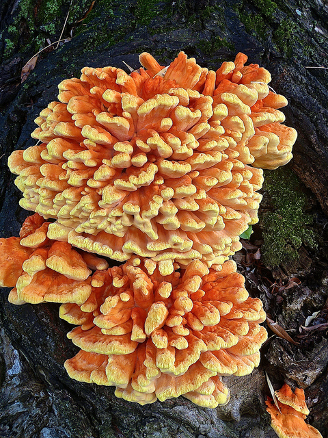 Chicken of the Woods