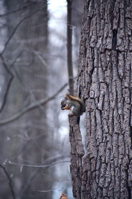 pine squirrel in winter coat