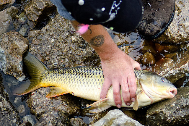 Club Carp by docksidepress