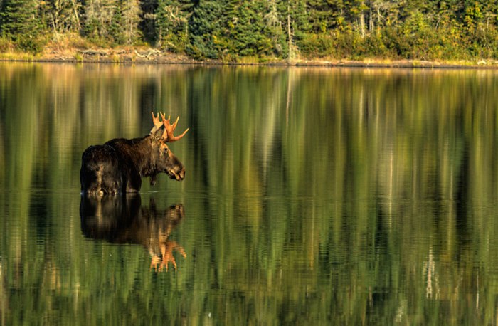 Michigan Moose Reflections