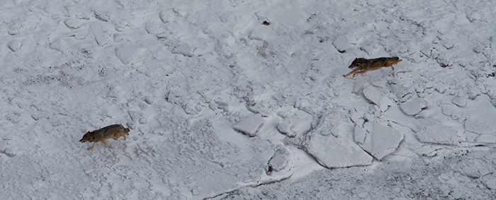 Isabelle being chased by her assailant