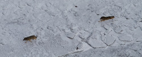 Isabelle being chased by her assailant