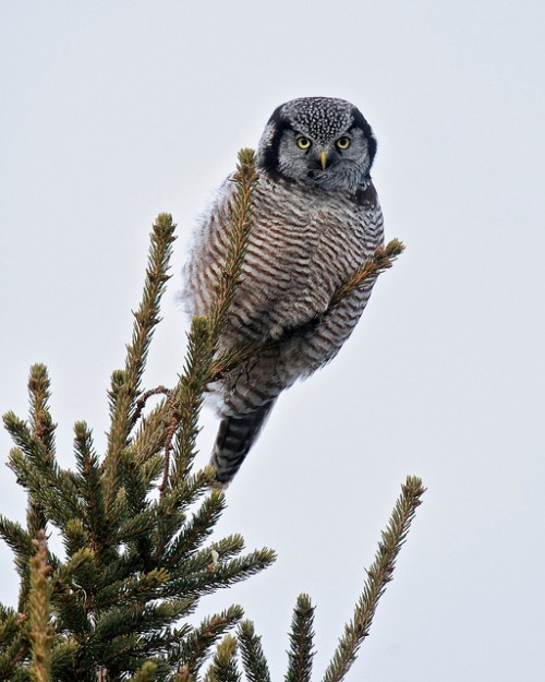 northern hawk owl, chippewa county, michigan