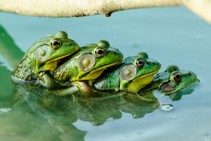 Frog Sex Its Complicated