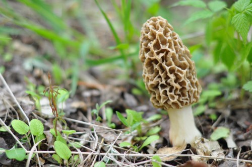 morel in the wild