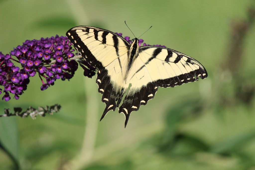 Eastern Tiger Swallowtail Butterfly by Corey Seeman