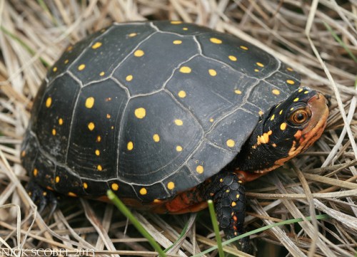 Spotted Turtle